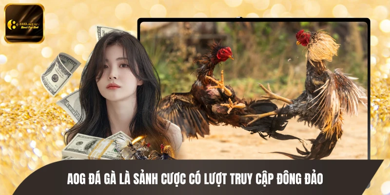 AOG đá gà là sảnh cược có lượt truy cập đông đảo