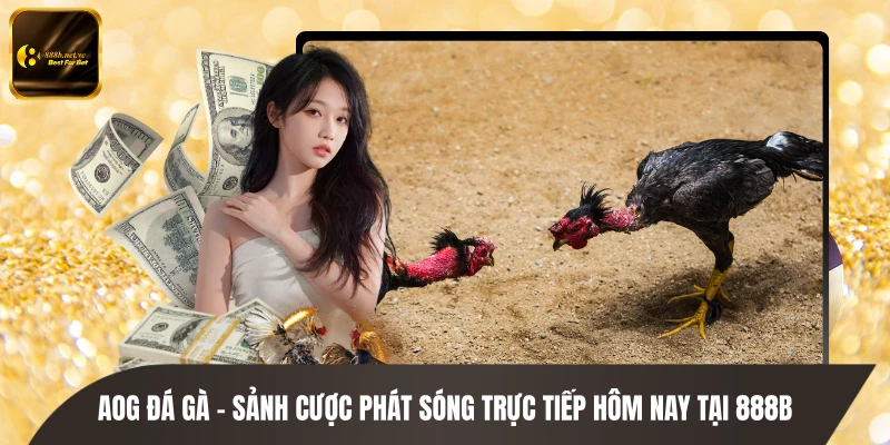 AOG Đá Gà - Sảnh Cược Phát Sóng Trực Tiếp Hôm Nay Tại 888B