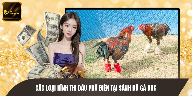 Các loại hình thi đấu phổ biến tại sảnh đá gà AOG