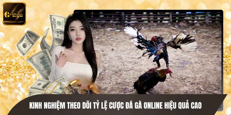 Kinh nghiệm theo dõi tỷ lệ cược đá gà online hiệu quả cao