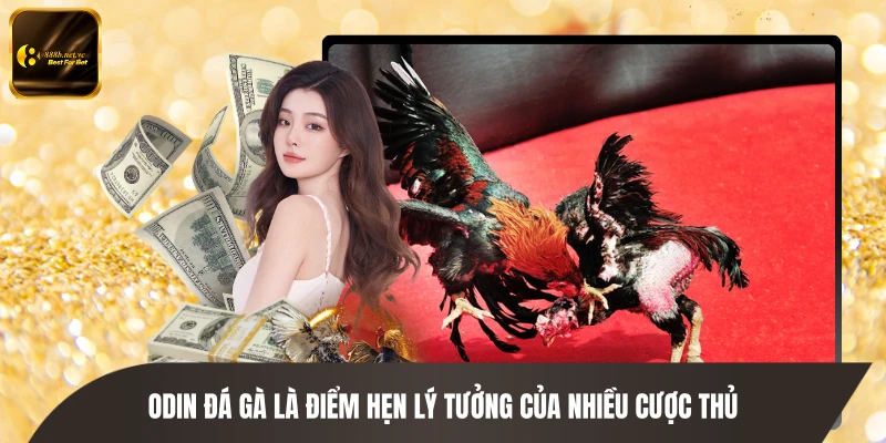 ODIN đá gà là điểm hẹn lý tưởng của nhiều cược thủ