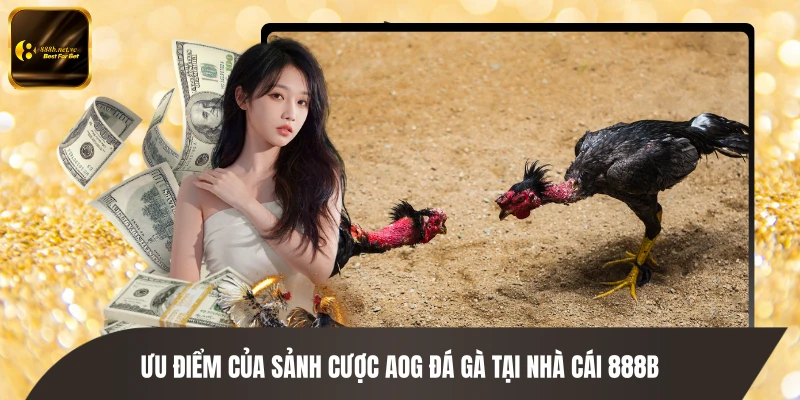 Ưu điểm của sảnh cược AOG đá gà tại nhà cái 888B