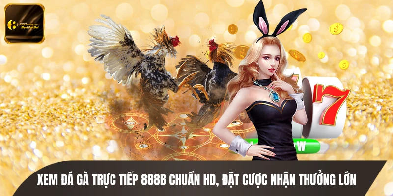 Xem Đá Gà Trực Tiếp 888B Chuẩn HD, Đặt Cược Nhận Thưởng Lớn